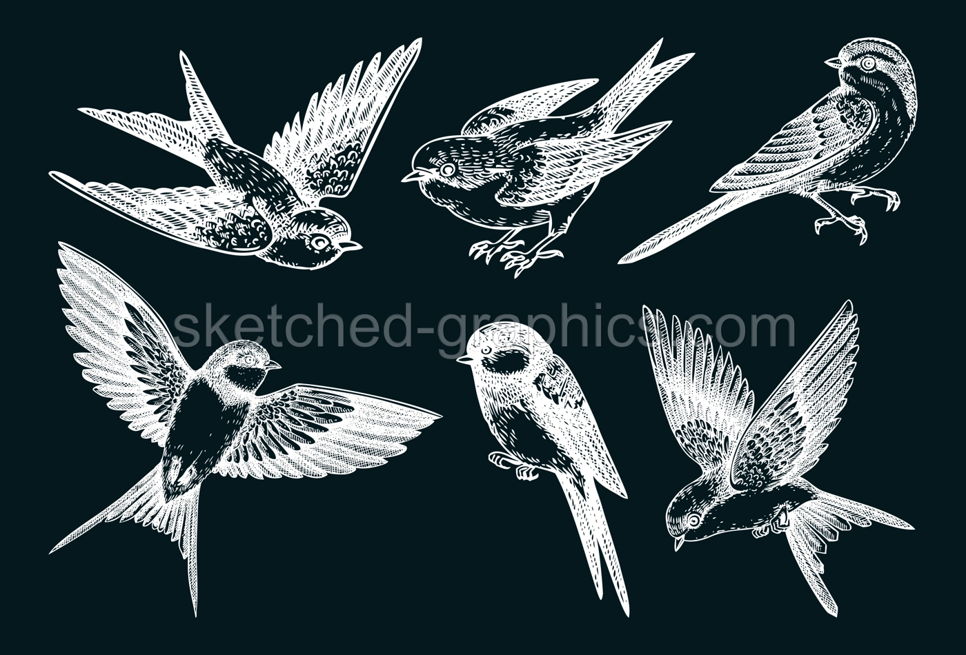 Decorative bird sketches. Hand-drawn swallow illustration. Vector flying bird chalk drawings. Wildlife design elements. NOT AI generated Illustration